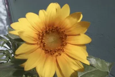 Gira-sol