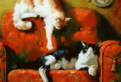 Gatos
