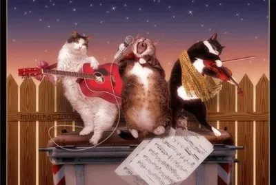 Gatos