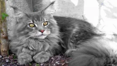 chat jigsaw puzzle