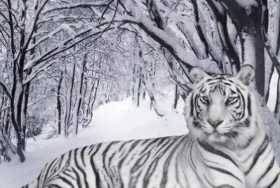 tigre blanc