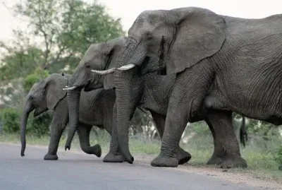 3 elephants