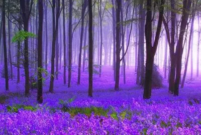 foret violette