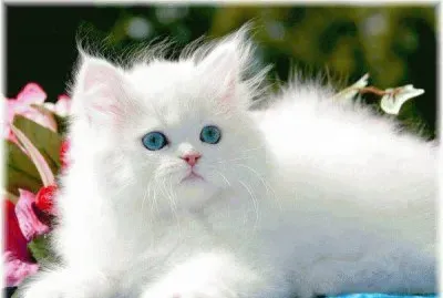 chat blanc jigsaw puzzle