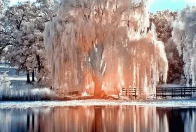 arbre