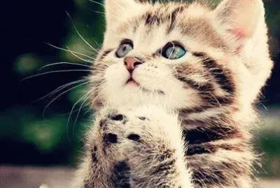 chaton jigsaw puzzle