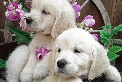 cÃ£ezinhos
