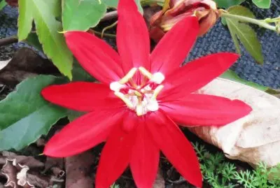 ç´…èŠ±