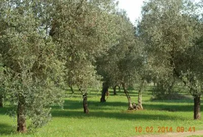 oliveto jigsaw puzzle