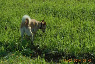 i miei cani