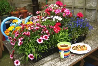 Flores com CafÃ©