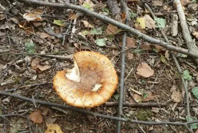 Fungus 1