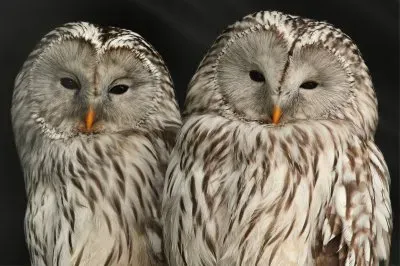 Mr and Mrs Owl