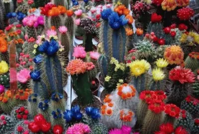 cactus
