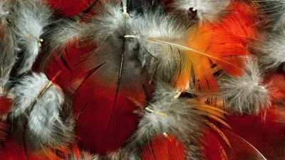 Feathers jigsaw puzzle