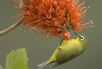 pajaro con flores