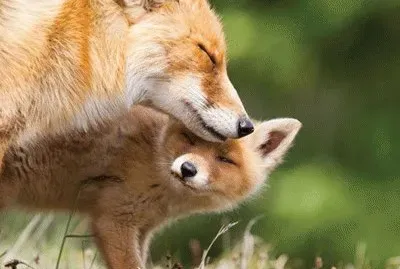 mother fox and baby fox