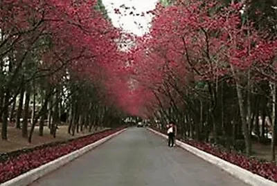 æ«»èŠ±