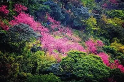 פאזל של æ«»èŠ±