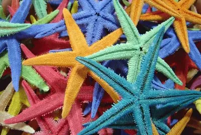 Star Fish