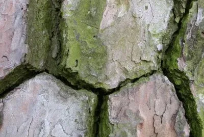 MARSU
