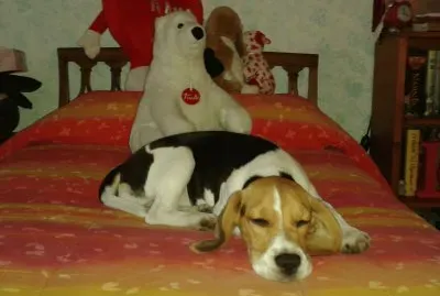 Dov 'Ã¨ la Ginger??? jigsaw puzzle