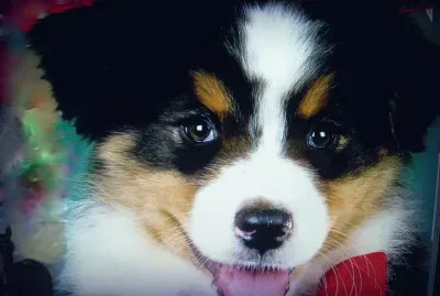 gosset jigsaw puzzle