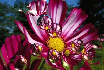 Flors jigsaw puzzle