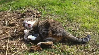 CAT: PACO jigsaw puzzle