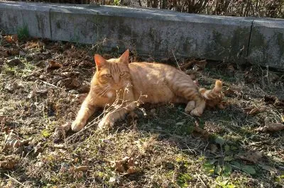 CAT: AMARILLO jigsaw puzzle