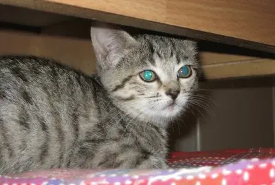 CAT: GINNY jigsaw puzzle