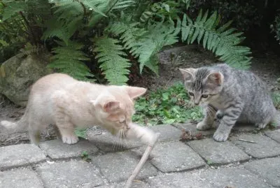 CATS: CAMUT GINNY jigsaw puzzle