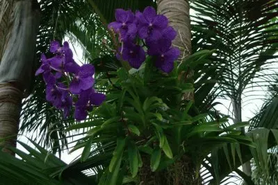 פאזל של orquÃ­dea
