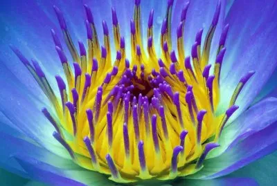 Beautiful Water Lily