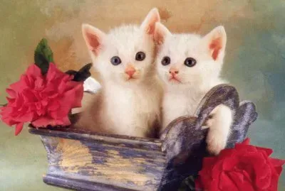 gatets jigsaw puzzle