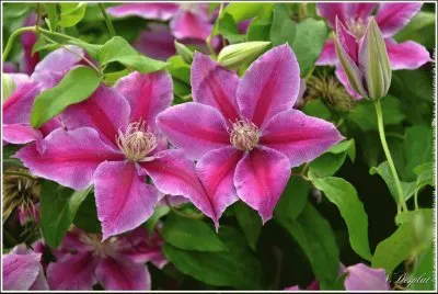 clÃ©matites jigsaw puzzle