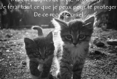 chatons jigsaw puzzle