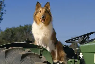 collie jigsaw puzzle