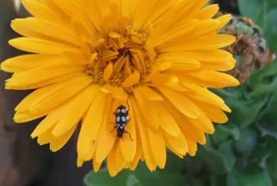 פאזל של flor naranja