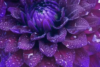 Deep Purple Flower-Art