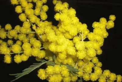 Mimosa