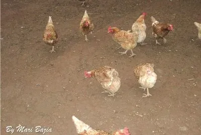 GALINHAS