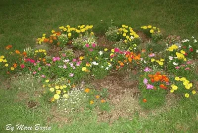FLORES