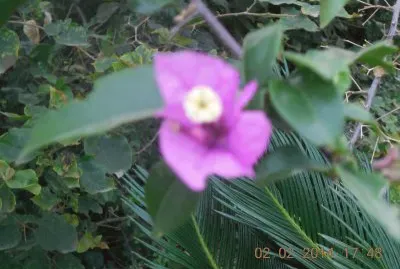 Flor morada