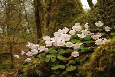 natureza