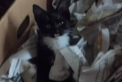 פאזל של My cat