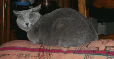 MARSU