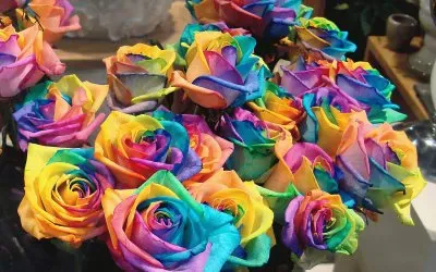Colorful Roses