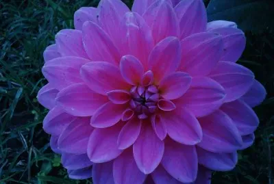 Beautiful Flower