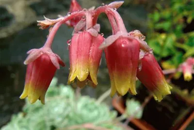 Cactus Flowers